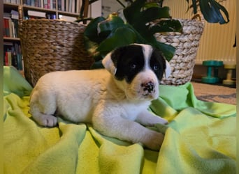 Thelma – Die fröhliche Entdeckerin sucht ihr Für-Immer-Zuhause!