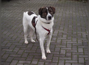 20 monate alter griechischer Schäferhund Patch sucht neues Zuhause!