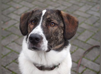 20 monate alter griechischer Schäferhund Patch sucht neues Zuhause!