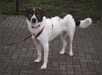 20 monate alter griechischer Schäferhund Patch sucht neues Zuhause!