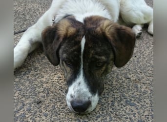 20 monate alter griechischer Schäferhund Patch sucht neues Zuhause!