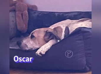 VERMITTLUNGSHILFE Oscar, 12/20 - sucht erfahrene Hände