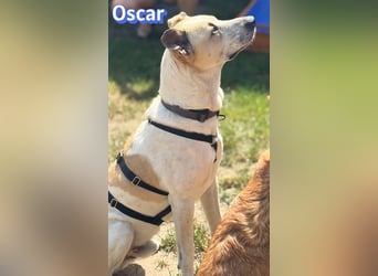 VERMITTLUNGSHILFE Oscar, 12/20 - soll zurückgeschickt werden!