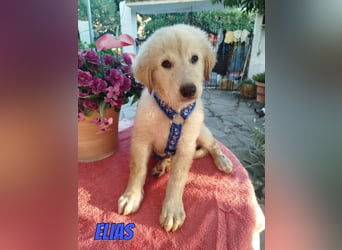 Elias, 06/26 - kleiner Eisbär sucht Familie