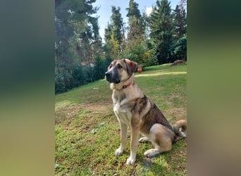 Cora - aktiv, freundlich und neugierig