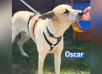 VERMITTLUNGSHILFE Oscar, 12/20 - soll zurückgeschickt werden!