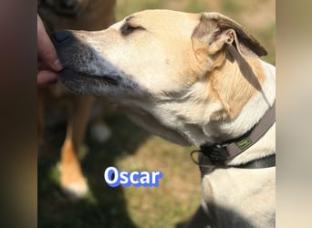 VERMITTLUNGSHILFE Oscar, 12/20 - soll zurückgeschickt werden!
