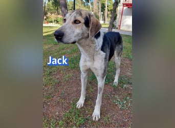Jack - 06/2023 - sanfter Riese sucht sein Glück
