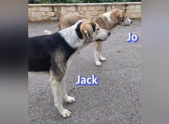 Jack - 06/2023 - sanfter Riese sucht sein Glück
