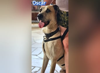 VERMITTLUNGSHILFE Oscar, 12/20 - soll zurückgeschickt werden!