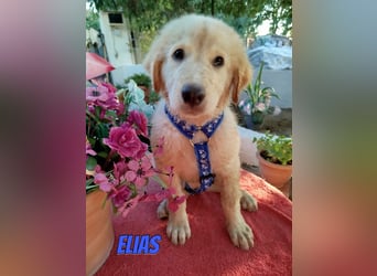 Elias, 06/26 - kleiner Eisbär sucht Familie