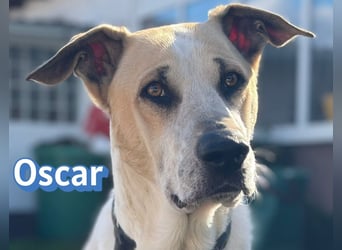 VERMITTLUNGSHILFE Oscar, 12/20 - sucht erfahrene Hände