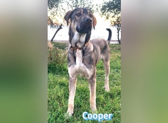 Cooper - gemütlich, freundlich und neugierig