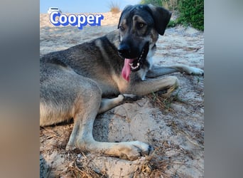 Cooper, 02/25 - sanfter Riese sucht ab September ein Zuhause