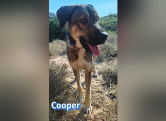 Cooper, 02/25 - sanfter Riese sucht ab September ein Zuhause