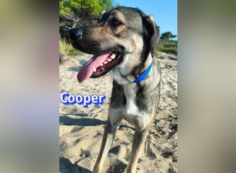 Cooper, 02/25 - sanfter Riese sucht ab September ein Zuhause