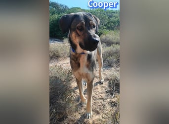 Cooper, 02/25 - sanfter Riese sucht ab September ein Zuhause