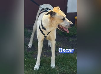 VERMITTLUNGSHILFE Oscar, 12/20 - soll zurückgeschickt werden!