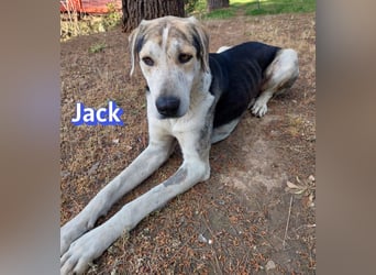 Jack - 06/2023 - sanfter Riese sucht sein Glück