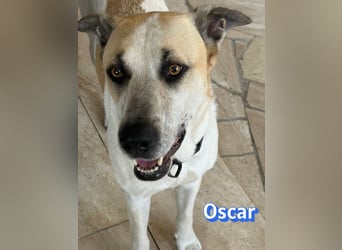 VERMITTLUNGSHILFE Oscar, 12/20 - soll zurückgeschickt werden!