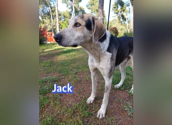 Jack - 06/2023 - sanfter Riese sucht sein Glück