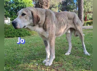 Jo - 06/2023 - sanfter Riese scuht sein Glück