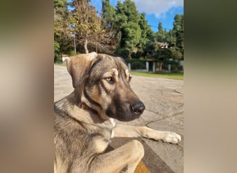 Cooper - gemütlich, freundlich und neugierig