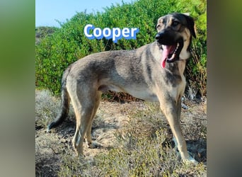 Cooper, 02/25 - sanfter Riese sucht ab September ein Zuhause