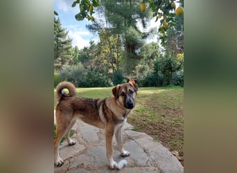 Cora - aktiv, freundlich und neugierig