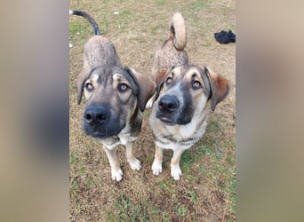 Cooper - gemütlich, freundlich und neugierig