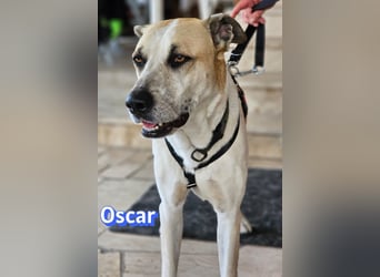 VERMITTLUNGSHILFE Oscar, 12/20 - soll zurückgeschickt werden!