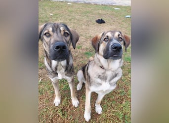 Cora - aktiv, freundlich und neugierig