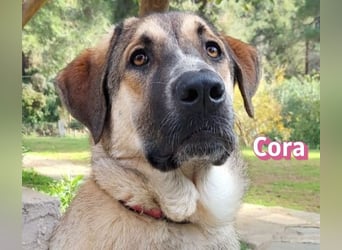 Cora - aktiv, freundlich und neugierig