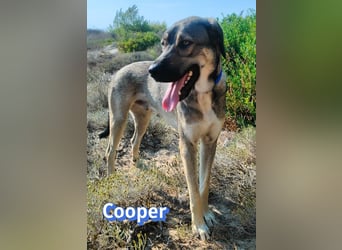 Cooper, 02/25 - sanfter Riese sucht ab September ein Zuhause