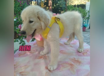 Eleni, 06/26 - kleines Wunder sucht Zuhause