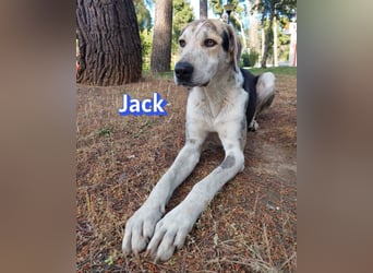 Jack - 06/2023 - sanfter Riese sucht sein Glück