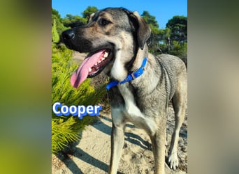 Cooper, 02/25 - sanfter Riese sucht ab September ein Zuhause