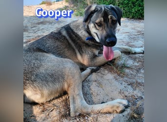 Cooper, 02/25 - sanfter Riese sucht ab September ein Zuhause