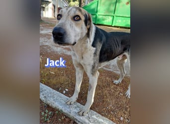 Jack - 06/2023 - sanfter Riese sucht sein Glück
