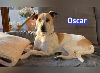 VERMITTLUNGSHILFE Oscar, 12/20 - sucht erfahrene Hände