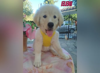 Eleni, 06/26 - kleines Wunder sucht Zuhause