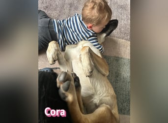 Cora - aktiv, freundlich und neugierig