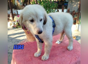 Elias, 06/26 - kleiner Eisbär sucht Familie