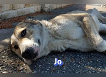 Jo - 06/2023 - sanfter Riese scuht sein Glück