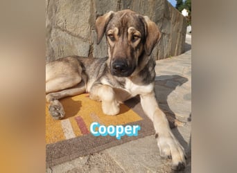 Cooper - gemütlich, freundlich und neugierig