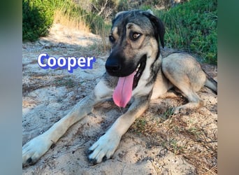Cooper, 02/25 - sanfter Riese sucht ab September ein Zuhause