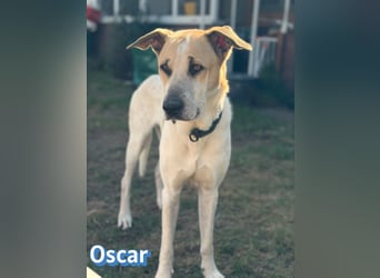 VERMITTLUNGSHILFE Oscar, 12/20 - sucht erfahrene Hände