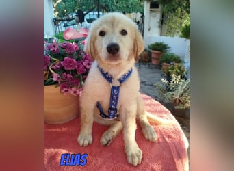 Elias, 06/26 - kleiner Eisbär sucht Familie