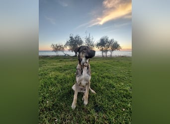 Cooper - gemütlich, freundlich und neugierig