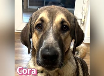 Cora - aktiv, freundlich und neugierig